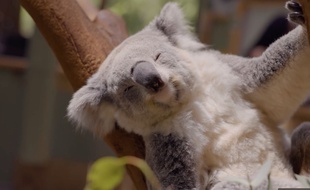Un koala trop mignon (mais menacé)