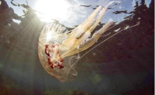 La méduse Pelagia, une des nombreuses espèces présentes en Méditerranée.
