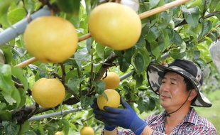 La variété coréenne de poires serait la plus efficace pour remédier aux effets de l'alcool dans le sang (photo d'illustration).