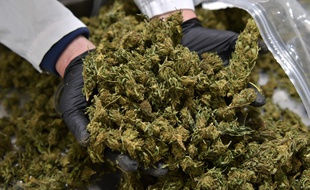Production légale de cannabis dans l'Etat de New-York, aux Etats-Unis, le 24 avril 2021 (Illustration)