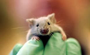 Souris de laboratoire.