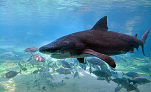 Un requin dans un parc aquatique en Australie (illustration).