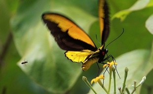 La taille de l'abeille, à gauche du Croesus, en dit long sur l'énormité de la découverte.