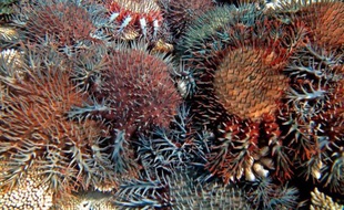 Des scientifiques australiens ont annoncé lundi avoir identifié une bactérie capable d'éradiquer les étoiles de mer dévoreuses de corail, même s'ils doivent encore prouver son innocuité pour les autres espèces marines.