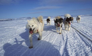 Des chiens de traîneau au Canada.