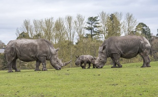 Les rhinocéros blancs sont une espèce menacée d'extinction.