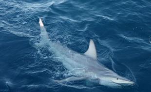 Des scientifiques ont annoncé mardi avoir découvert les premiers requins hybrides au monde dans les eaux australiennes, signe probable, selon eux, que ces prédateurs s'adaptent au changement climatique.