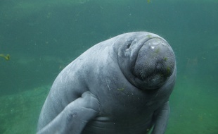 Herbert, 6 ans et demi, 430 kilos