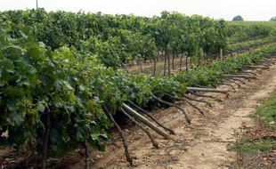 Les services d'Etat évaluent les dégâts causés par la grêle qui a frappé plusieurs vignobles
