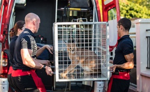 Les pompiers de Paris ont découvert un lynx dans le jardin d'un particulier à Champigny-sur-Marne (Val-de-Marne).