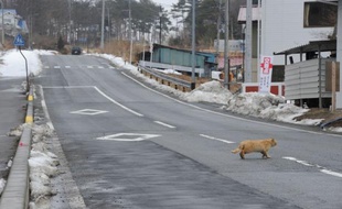 Près de deux ans après la catastrophe de Fukushima, il n'y a toujours pas d'habitants dans un rayon de plusieurs dizaines de kilomètres autour de la centrale maudite.