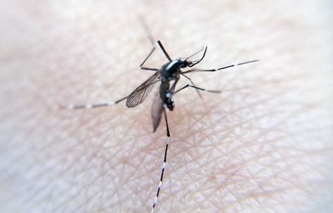 Le nombre de maladies transmises par les moustiques atteint un record en Europe