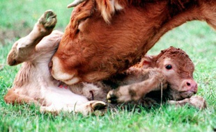 Une vache de race limousine fait la toilette de son veau, né la veille de façon tradionnelle dans un pré, le 24 février 2015