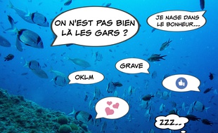 Illustration d'un banc de poissons, ici en mer Méditerranée.