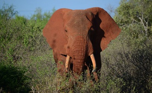 Un éléphant au parc de Tsavo East, au Kenya