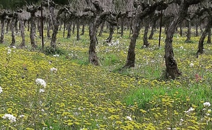 En adoptant la filière bio, les viticulteurs du Cour Saint-Vincent, au nord de Montpellier, ont permis le retour de la biodiversité.