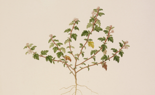 Une illustration de la dendrocnide, une plante toxique provoquant des douleurs insupportables si on la touche.