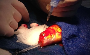 George, un poisson rouge, opéré d'une tumeur au cerveau en Australie, le 11 septembre 2014 à Melbourne.