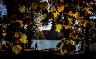 La ville de Lyon veut planter 20.000 arbres de plus dans les 10 ans à venir.