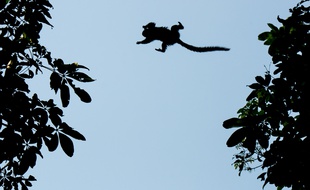 Illustration de ouistiti.