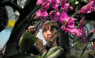 Plus de 800 orchidées sont arrivées en avion de Taïwan pour les Floralies