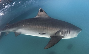 Un requin, illustration