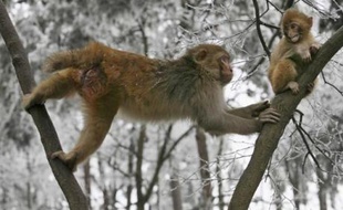 Une femelle macaque et son petit dans un arbre couvert de neige à Guiyang, Chine, le 28 janvier 2008.
