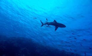 Illustration d'un requin.