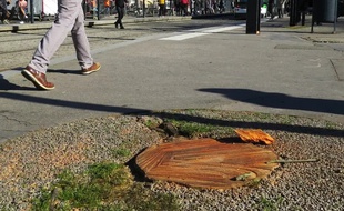 Une souche de platane à Nantes (illustration)