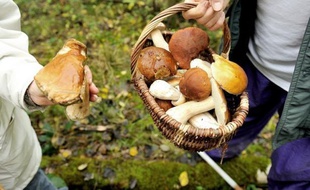 Des amateurs de champignons.