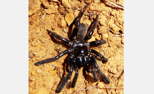 La plus vieille araignée du monde, photographiée ici en janvier 2016, est morte à l'âge de 43 ans.