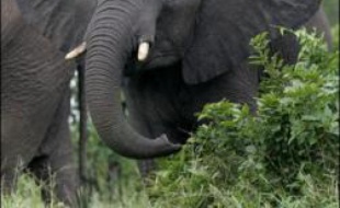Les éléphants se servent de leurs pieds pour "écouter" les appels des autres hardes, grâce aux vibrations transmises par les pas de leurs congénères, surtout lorsqu'il s'agit d'éléphants qu'ils connaissent, selon la revue britannique New Scientist.