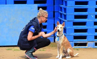 Foxtrot, le chien humanitaire qui essaie de maintenir l'attention du monde sur les Rohingya.