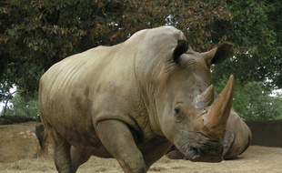 Buldo, l'un des deux rhinocéros du zoo African Safari de Plaisance-du-Touch, en Haute-Garonne.