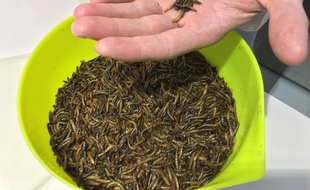 Les fameux insectes, les voilà ! Ce sont des vers de farine.