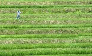 Ni OGM, ni processus classique de sélection par croisements successifs: des chercheurs ont dévoilé dimanche une technique révolutionnaire pour produire en un temps record des semences à fort rendement ou résistantes au changement climatique.
