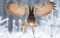 Savez-vous faire la différence entre une chouette et un hibou ?