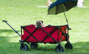 Un chien protégé du soleil par une ombrelle le 1er août 2017