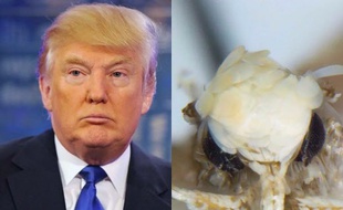 Une mite a été baptisée du nom de Donald Trump