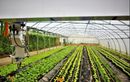 Dans les Yvelines, Neofarm invente la ferme de demain bardée de robots