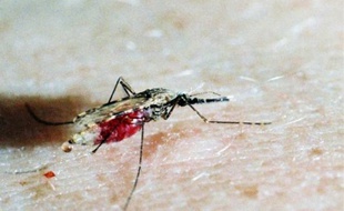 Le virus du chikungunya est transmis par l'aedes albopictus ou moustique tigre.
