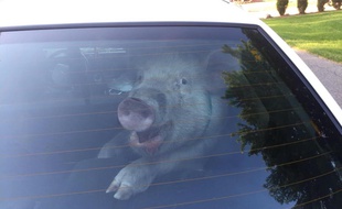 Daisy le cochon qui rit rattrapé par la police.