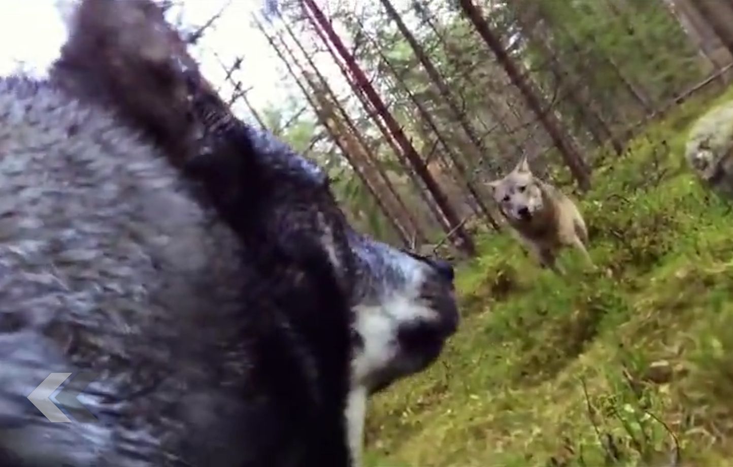 VIDEO. Un chien se fait attaquer par un loup