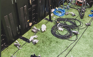Dans la fosse du Wanda Metropolitano samed... Ces rats ne sont pas réels, on vous rassure