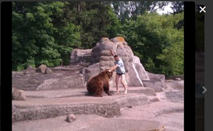 Un homme agresse un ours en Pologne
