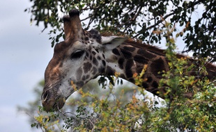 Une girafe dans un parc national en Afrique du Sud (illustration).