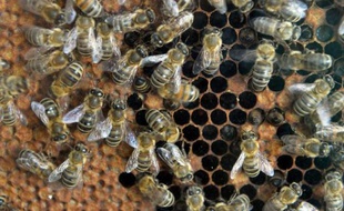 Des abeilles à Bucarest, le 4 avril 2014