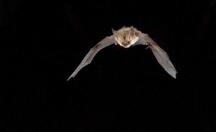 Certaines espèces de chauves-souris, ici un oreillard roux, sont menacées.