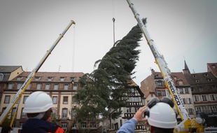 Strasbourg le 31 octobre 2016. Sapin de Noël 2016. Arrivée place Kléber à Strasbourg.