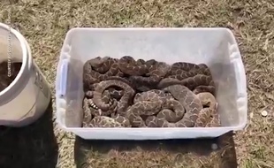 Les 45 serpents retrouvés sous la maison de Nathan Hawkins, au Texas, le 13 mars 2019.